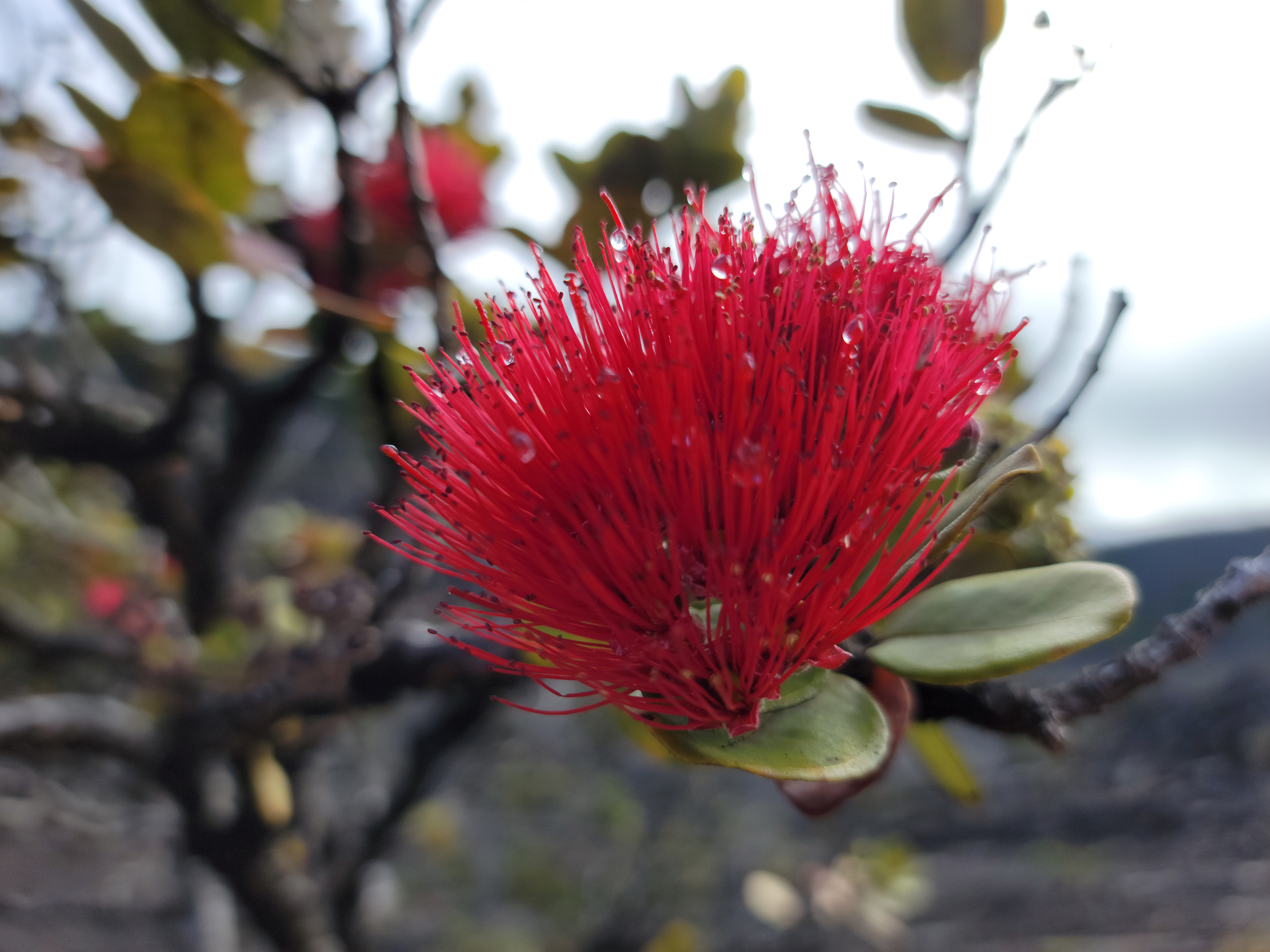 A vibrant red spiky ōhiʻa lehua with water droplets rests atop green leaves on a tree branch, sharply in focus against a softly blurred natural background.